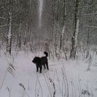 We love to walk in the snow