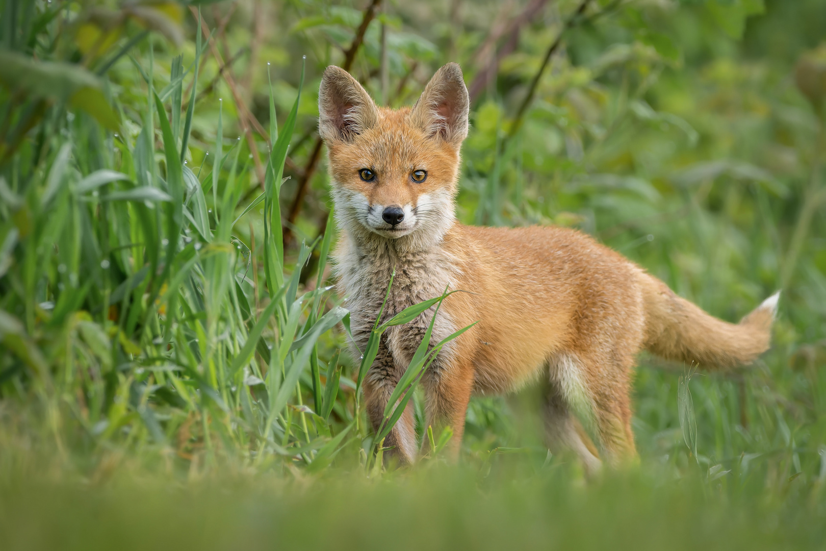 "We need to stop controlling wildlife and need to start controlling ourselves"