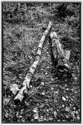 We Once Belonged Together