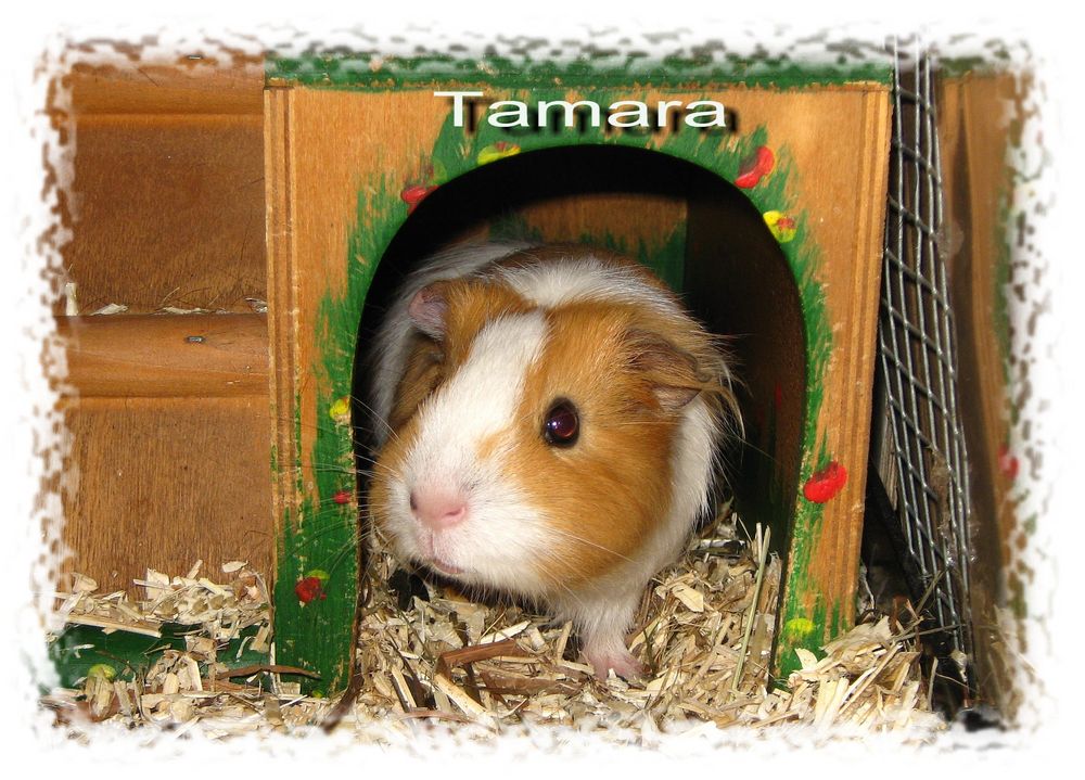 We proudly present: Tamara