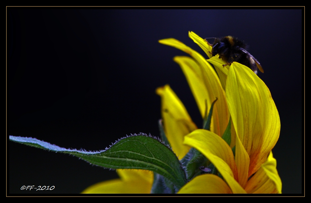 ... we wish you a sunny sunday ...the bumble-bee and I ...