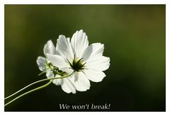 We won't break!