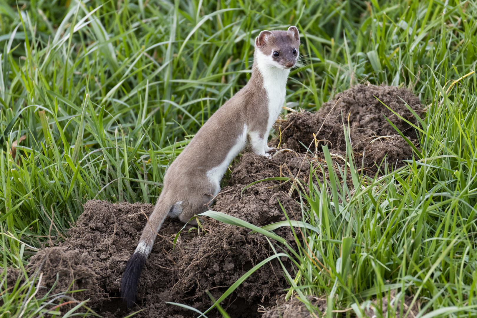 weasel