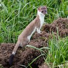 weasel