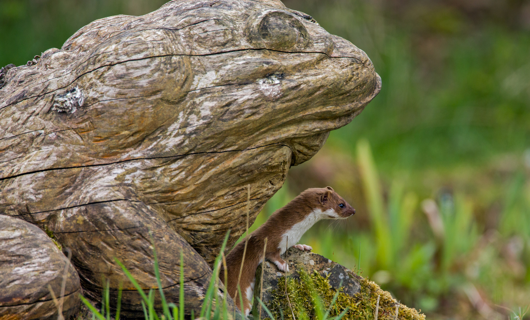 weasel and wooden frog