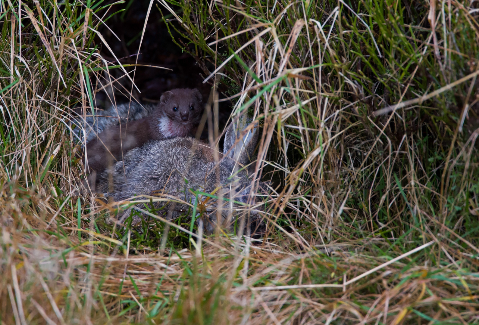 weasel with rabbit