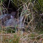 weasel with rabbit