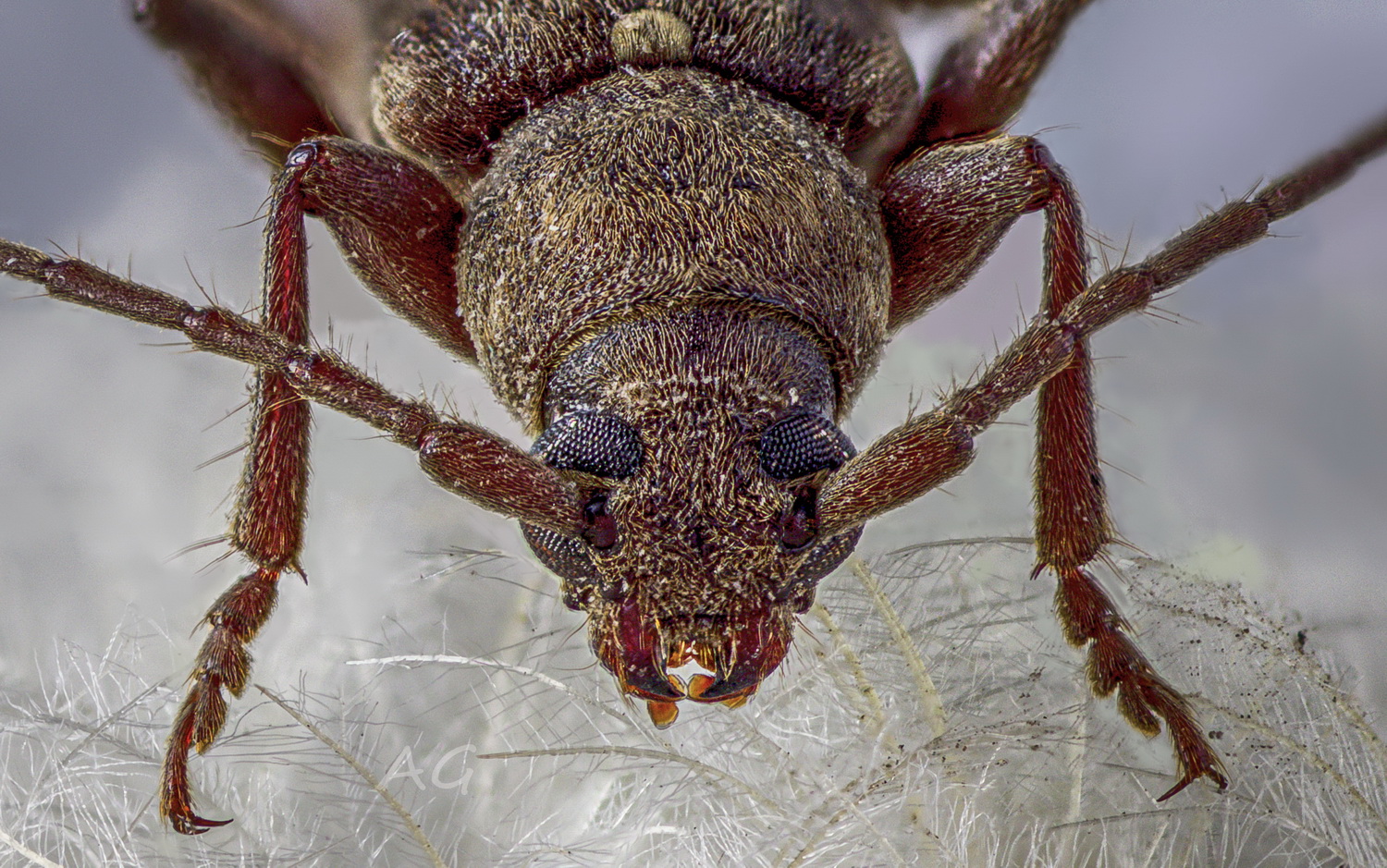 Weaver beetle