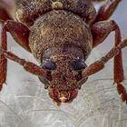 Weaver beetle