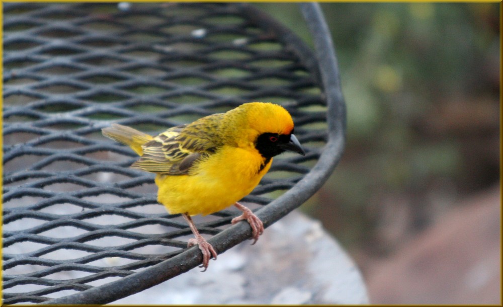 * weaver bird *