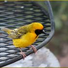 * weaver bird *