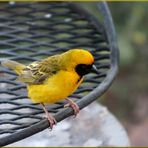 * weaver bird *