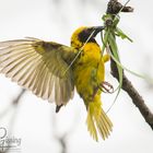 Weaver Nest Building