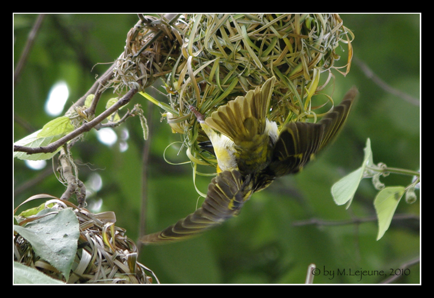 *weaverbird*