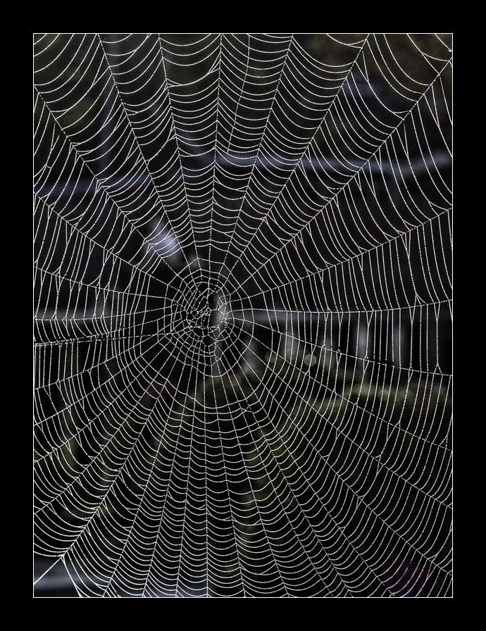 Web