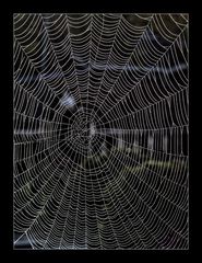 Web