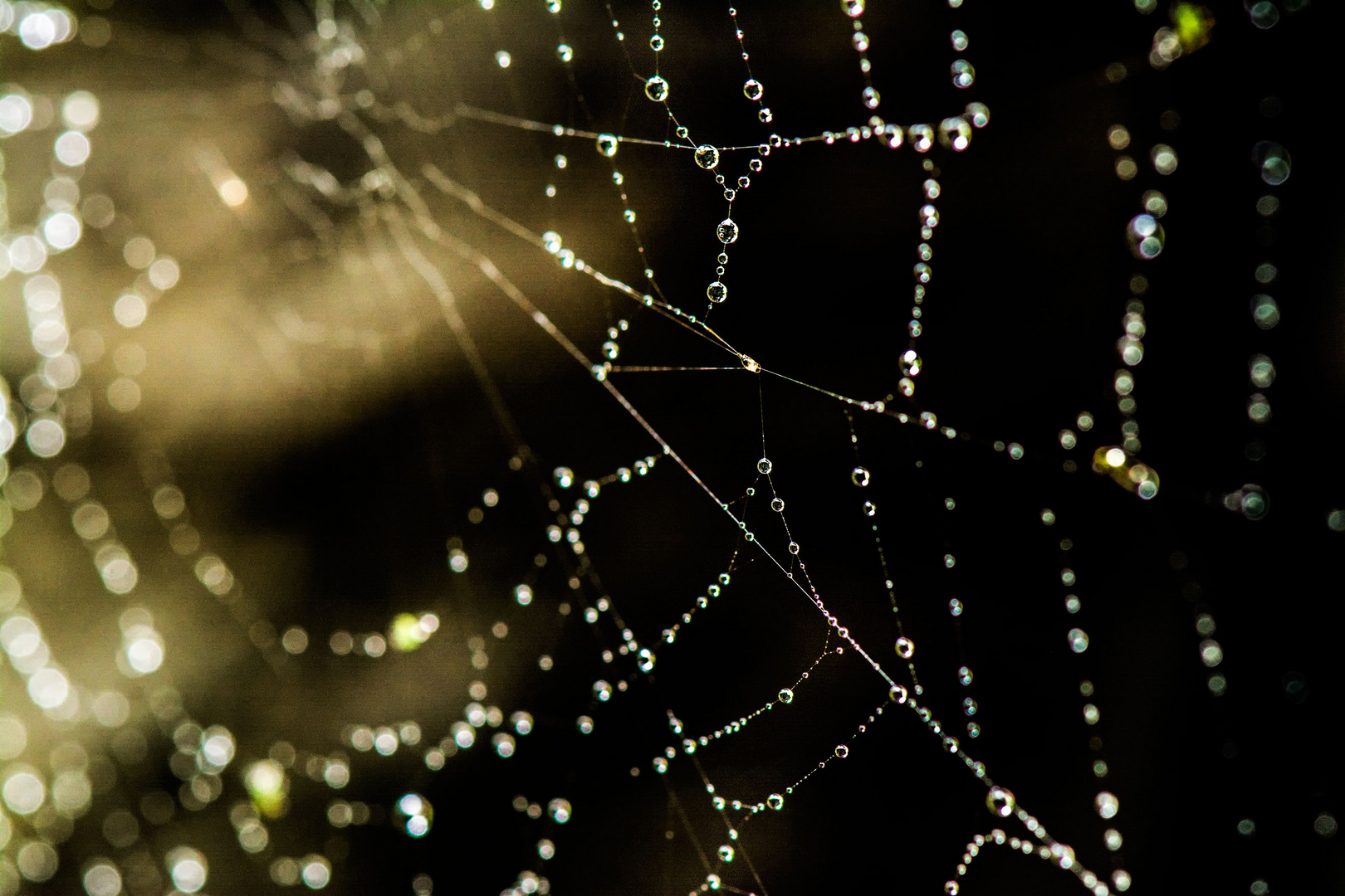 WEB