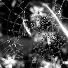 Web