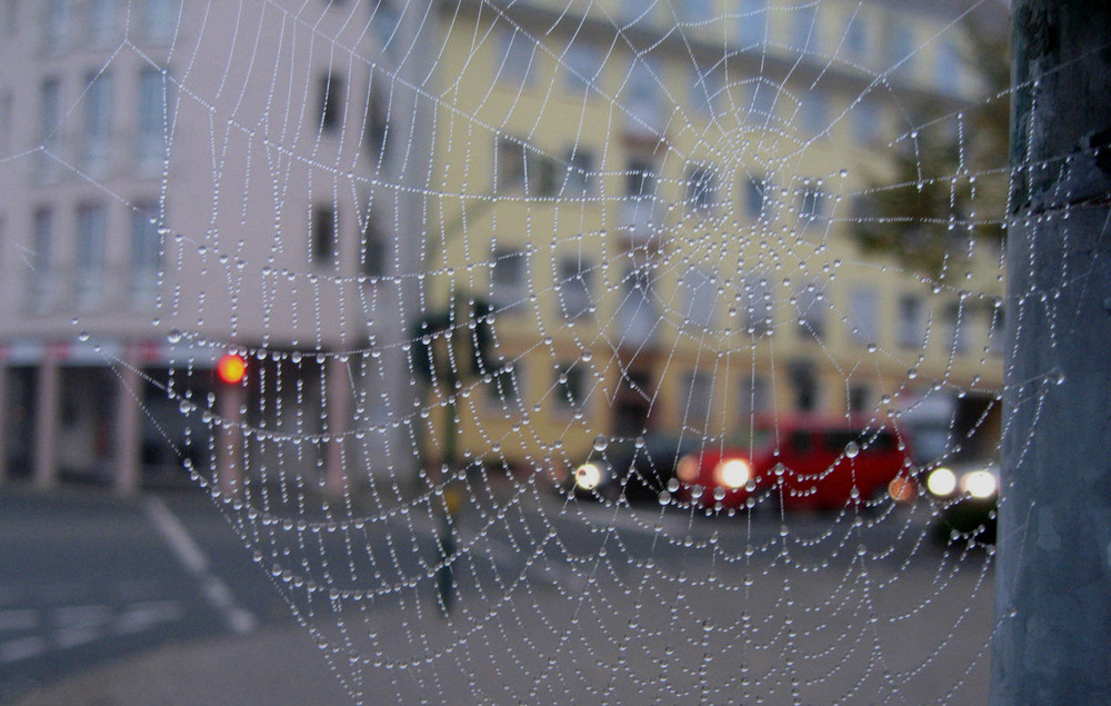 Web and Dew