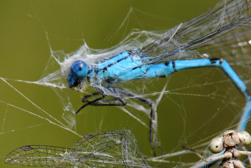 ~ Web Art: The Deadly Duo ~ (Enallagma cyathigerum, Tandem)