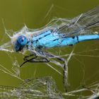 ~ Web Art: The Deadly Duo ~ (Enallagma cyathigerum, Tandem)