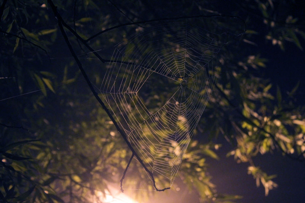 web by night