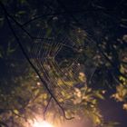 web by night