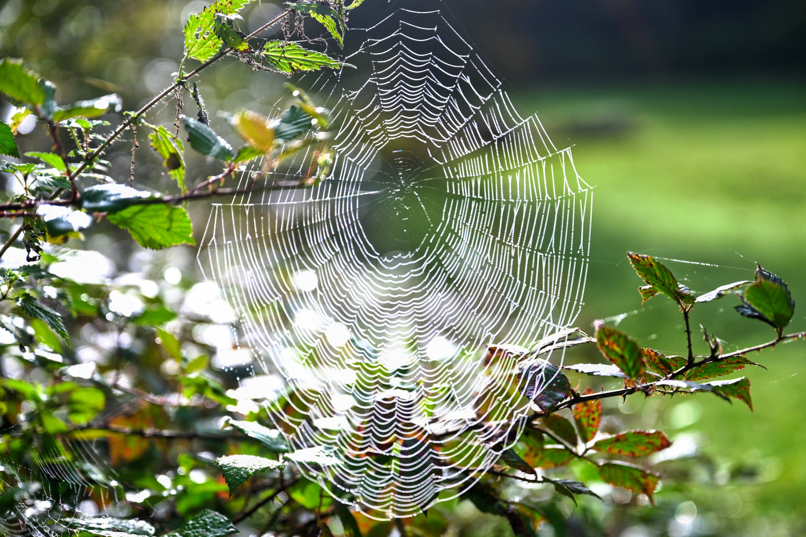 Web in the morning