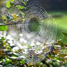 Web in the morning