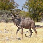 web-kudu