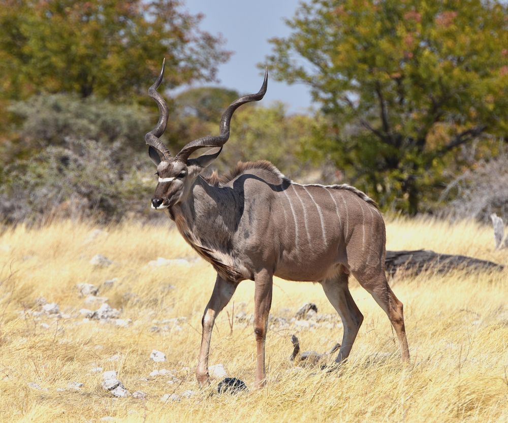 web-kudu