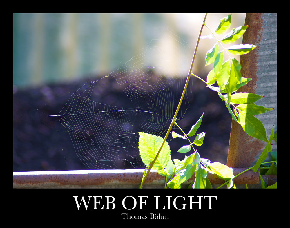 Web of Light