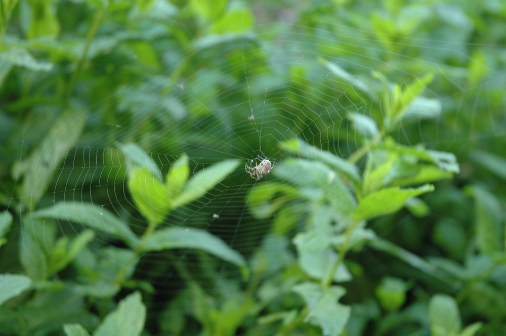 Web Spider