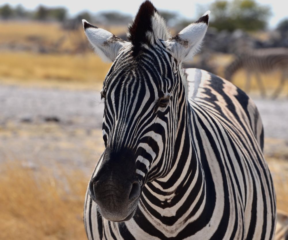 web-zebraportrait