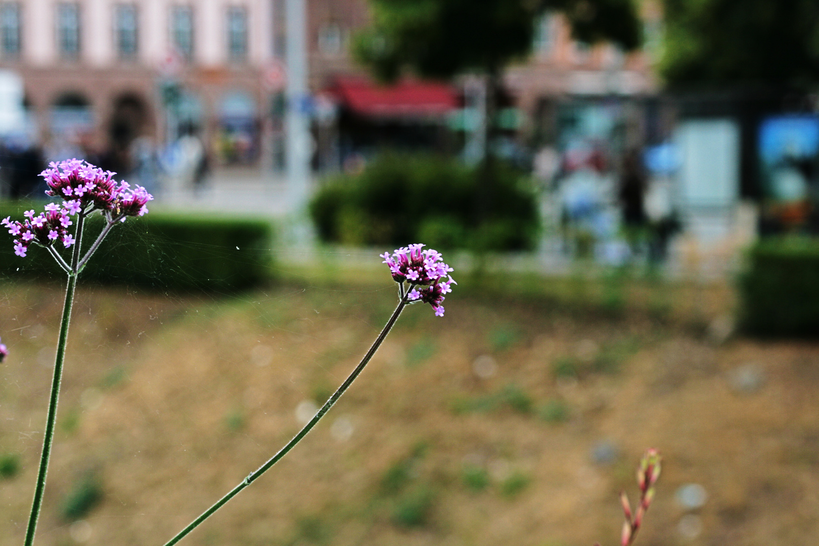 Webbed flowers...