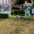 Webbed flowers...