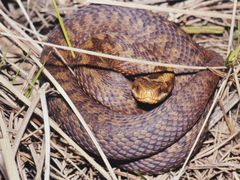 Webchen der Kreuzotter ( Pelias berus )