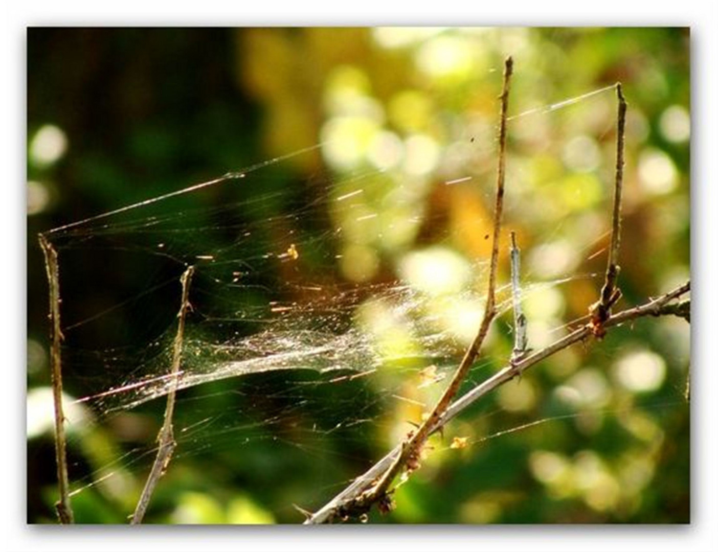Weben im Herbst
