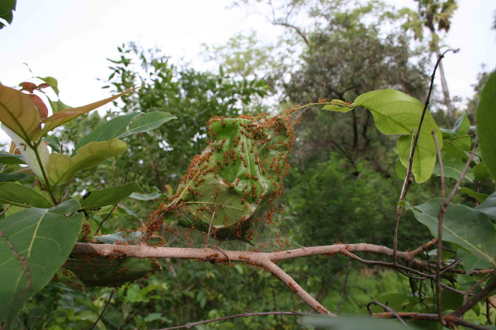 Weberameisennest (Oecophylla smaragdina)