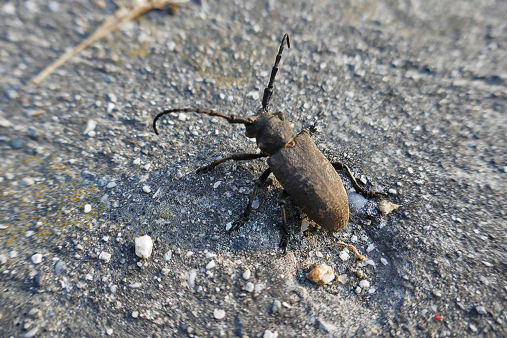 Weberbock auf dem Donauradweg