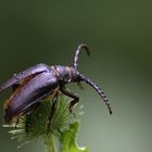 Weberbock 