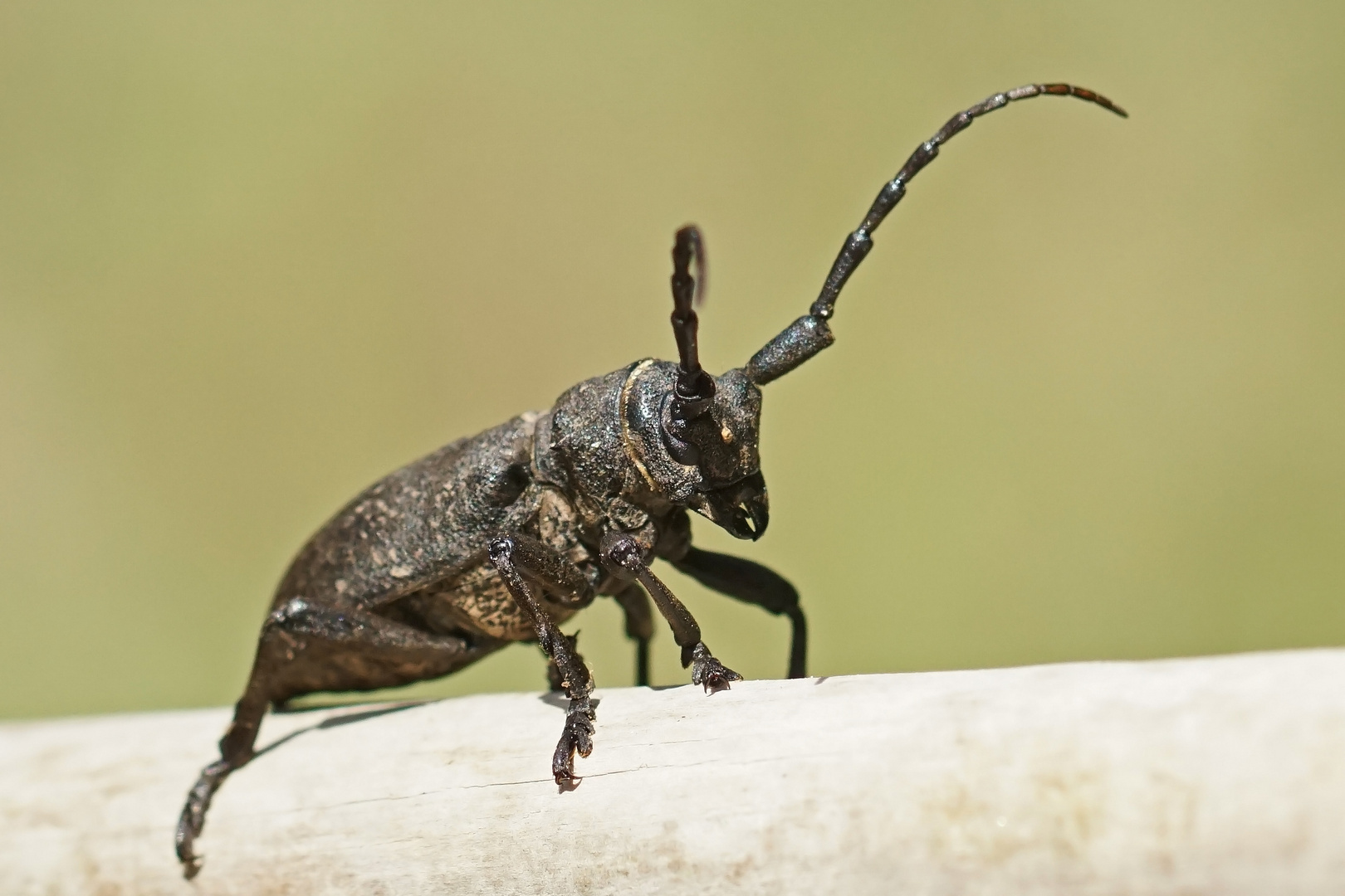 Weberbock (Lamia textor)