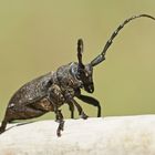 Weberbock (Lamia textor)