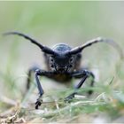 Weberbock (Lamia textor) I/15