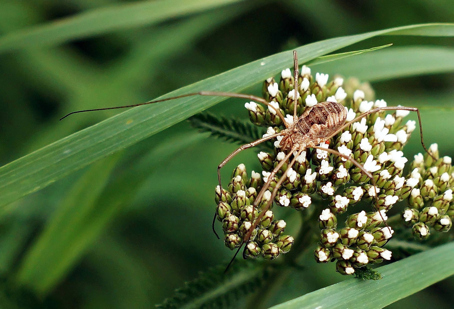 Weberknecht Foto & Bild | spinnen, natur, tiere Bilder auf fotocommunity