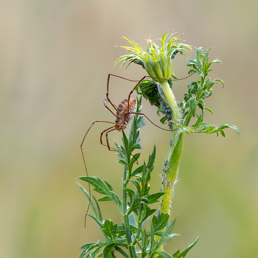 Weberknecht Foto & Bild | tiere, wildlife, insekten Bilder auf fotocommunity