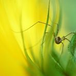 Weberknecht auf einer Sonnenblume