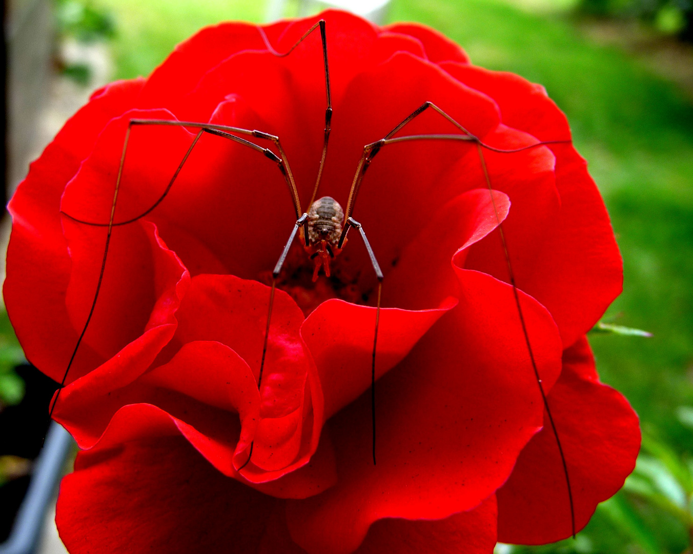 Weberknecht auf Rose gebettet