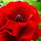 Weberknecht auf Rose gebettet