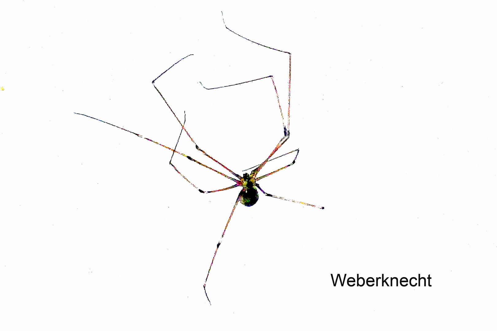 Weberknecht auf weißer Wand